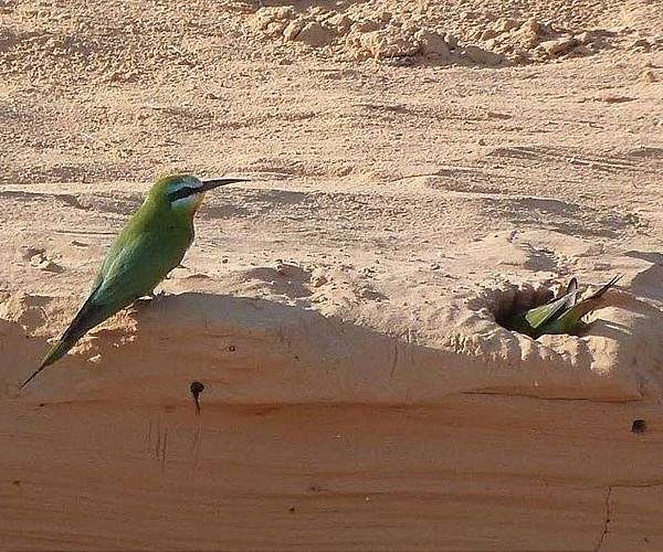 Tropical songbirds stop breeding to survive drought