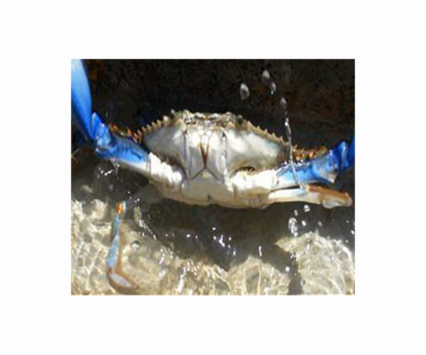 Italy's clam farmers fear blue crab 'invasion'