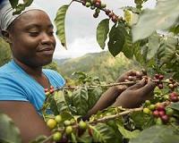 60 percent of coffee varieties face 'extinction risk'