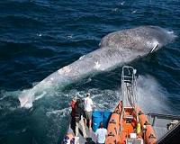 15-year analysis of blue whales off California finds conflict with shipping lanes