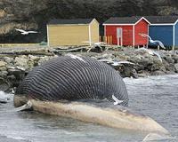 'Stinky whale' whiff wafts over whaling talks