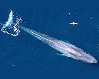 Scientists discover most blue whales are right-handed