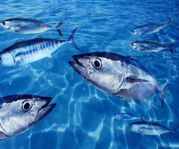 Pacific nations agree to raise cap on bluefin tuna catches: media