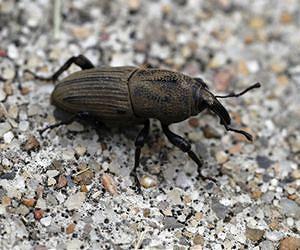 IPM for Billbugs in Orchardgrass