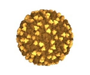 Journals mull publishing killer flu virus details