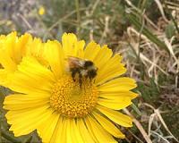 Bumblebees' adaptation to climate change could hasten population decline