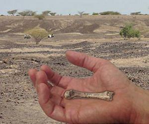 Discovery of 1.4 million-year-old fossil human hand bone closes human evolution gap