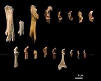 Ancient bird bones redate human activity in Madagascar by 6,000 years