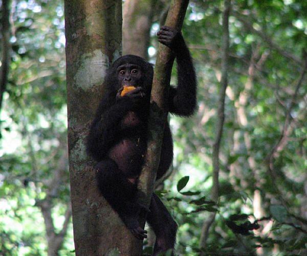U.S. designates 3 DRC officials over trafficking wildlife