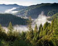Forests 'held their breath' during global warming hiatus, research shows