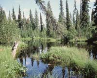 Global Scientists Urge Canada To Save Boreal Forest