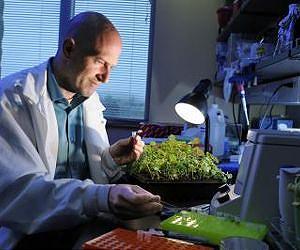 Origin of devastating kiwifruit bacterium
