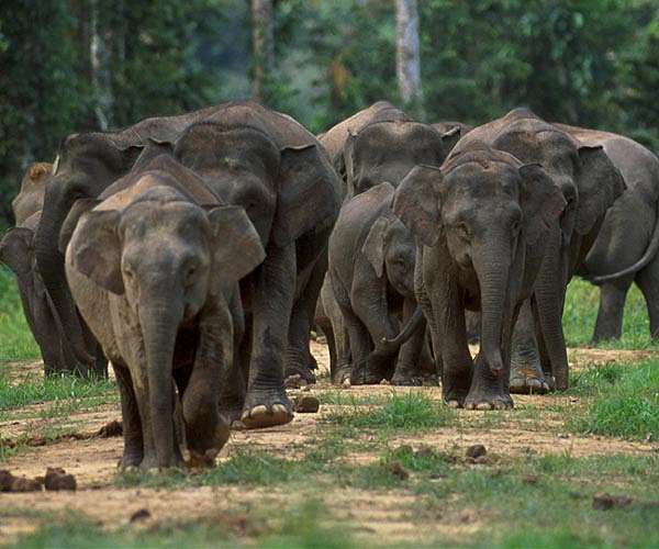 Tech tracking to tackle human-wildlife conflict in Zimbabwe