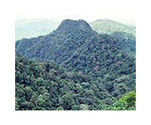 Indonesia picks Borneo for forest preservation scheme