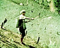 Tiny Brunei farm sector sees big flood losses: govt