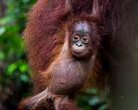 Secrets of orangutan 'language' revealed