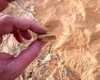 What makes soil, soil? Researchers find hidden clues in DNA