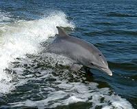 Chicago's Brookfield Zoo home to newborn bottlenose dolphin
