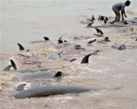 Controversial dolphin exports go ahead in Solomon Islands