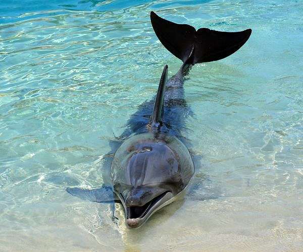 Italy to open Europe's first marine sanctuary for dolphins