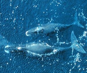 Whale sense of smell surprises scientists
