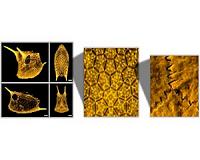 Boxfish shell inspires new materials for body armor and flexible electronics
