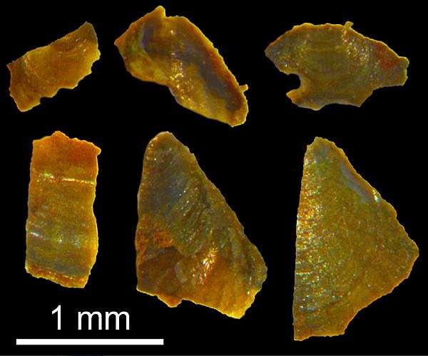 Driver of the largest mass extinction in the history of the Earth identified
