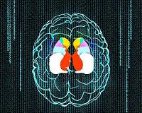 ENIGMA consortium aims to crack brain's genetic code