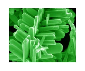 A Forest Of Nanorods