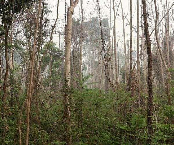 Amazonian forests altered by human actions show broad changes in diversity and evolutionary patterns