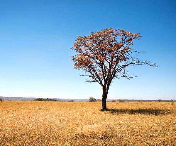 Deforestation in Brazil's Cerrado higher than in Amazon: report