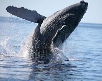Exercise helps young baleen whales develop ability to store oxygen for extended dives