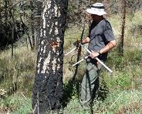Fires, drought in changing climate affecting high-altitude forests