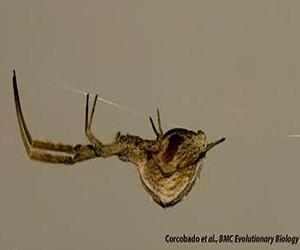 Why Are Male Spiders Small While Females Are Giant?