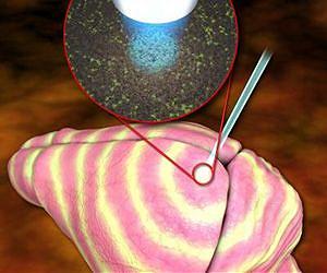 Fascinating rhythm: The brain's 'slow waves'