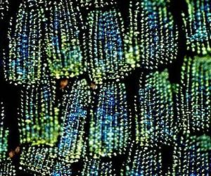 From Butterflies' Wings To Bank Notes - How Nature's Colors Could Cut Bank Fraud