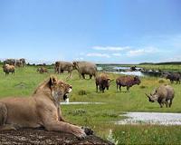 Extinction of Pleistocene herbivores induced major vegetation and landscape changes