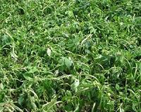 North American weed poses hay fever problem for Europe