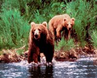 Hungry bears plague US west after record drought