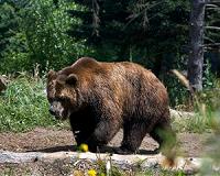 In virus lockdown, Europe's predators regain turf