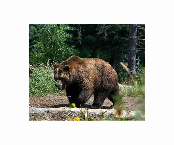 Bear kills jogger in Italy