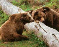 Bear cub found dead in Spanish Pyrenees