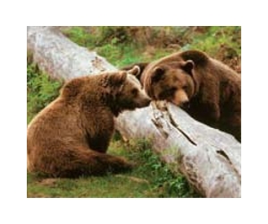 Bulgaria sets first annual bear hunting quota