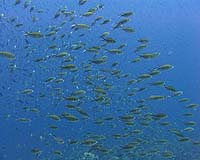Fish-dependent countries face climate change threat: study
