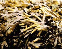 Cleaning Up The Oceans With Wakame Waste