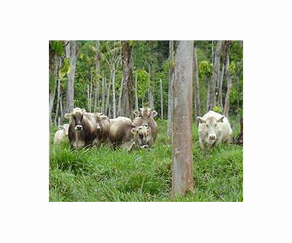 Rare wild cattle herded in Cambodia by helicopter