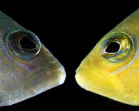 Color-morphing reef fish is a 'wolf in sheep's clothing'