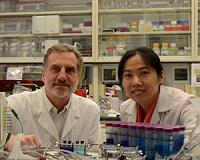 Low-grade waste heat regenerates ammonia battery