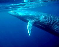 Rare Bryde's whale washes ashore in Everglades National Park