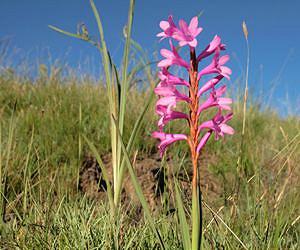 Scientists discover 'switch' in plants to create flowers